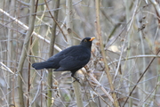 Turdus merula
