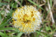 Tussilago farfara