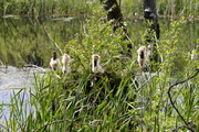 Typha