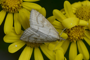 Udea lutealis