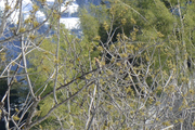 Bucerotiformes