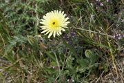 Urospermum dalechampii