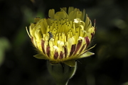 Urospermum dalechampii