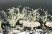 Usnea