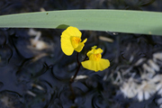 Utricularia vulgaris