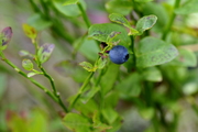 Vaccinium myrtillus