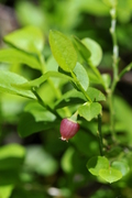 Vaccinium myrtillus