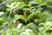 Vaccinium myrtillus