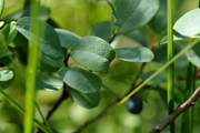 Vaccinium uliginosum