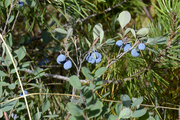 Vaccinium uliginosum