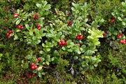 Vaccinium vitis-idaea