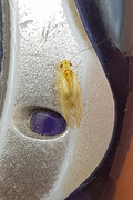 Valenzuela flavidus