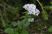 Valeriana