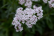 Valeriana tripteris