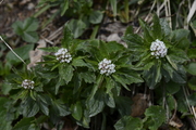 Valeriana tripteris