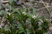 Valeriana tripteris