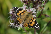 Vanessa cardui