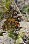 Vanessa cardui