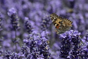 Vanessa cardui