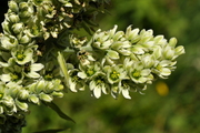 Veratrum album