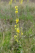 Verbascum densiflorum