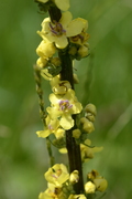 Verbascum nigrum