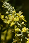 Verbascum nigrum