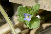 Veronica arvensis