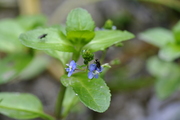 Veronica beccabunga