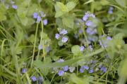 Veronica chamaedrys