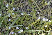 Veronica filiformis