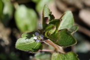 Veronica hederifolia
