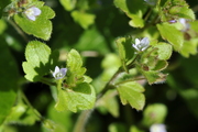 Veronica hederifolia