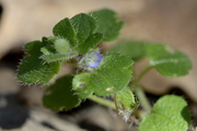 Veronica hederifolia