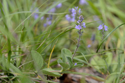Veronica officinalis