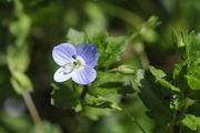 Veronica persica