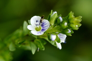 Veronica serpyllifolia