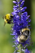 Veronica spicata