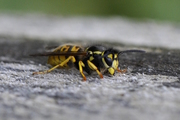 Vespula