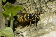 Vespula vulgaris