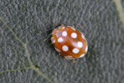 Vibidia duodecimguttata