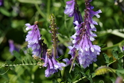 Vicia cracca