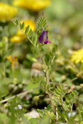 Vicia sativa