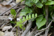 Vicia sepium