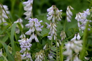 Vicia sylvatica