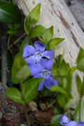 Vinca minor