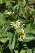Vincetoxicum hirundinaria