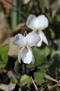 Viola alba