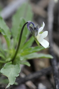 Viola arvensis