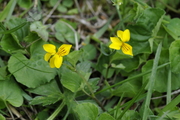 Viola biflora